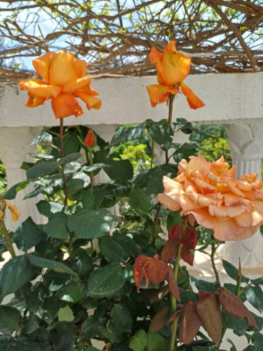 Photo de l'appartement