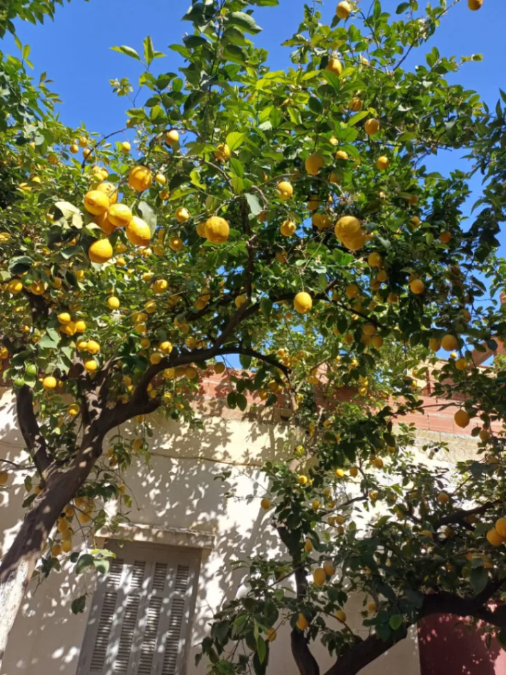 Maison à vendre à Bejaia