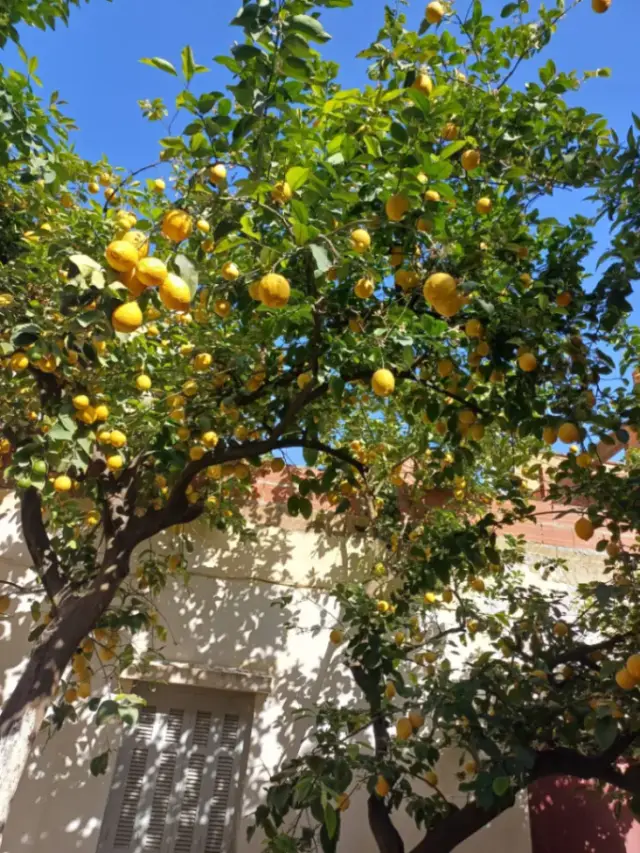 Maison à vendre à Bejaia