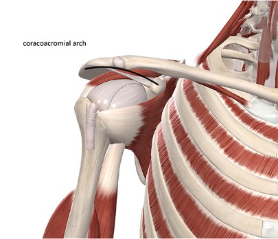 Image of the shoulder and associated tissues