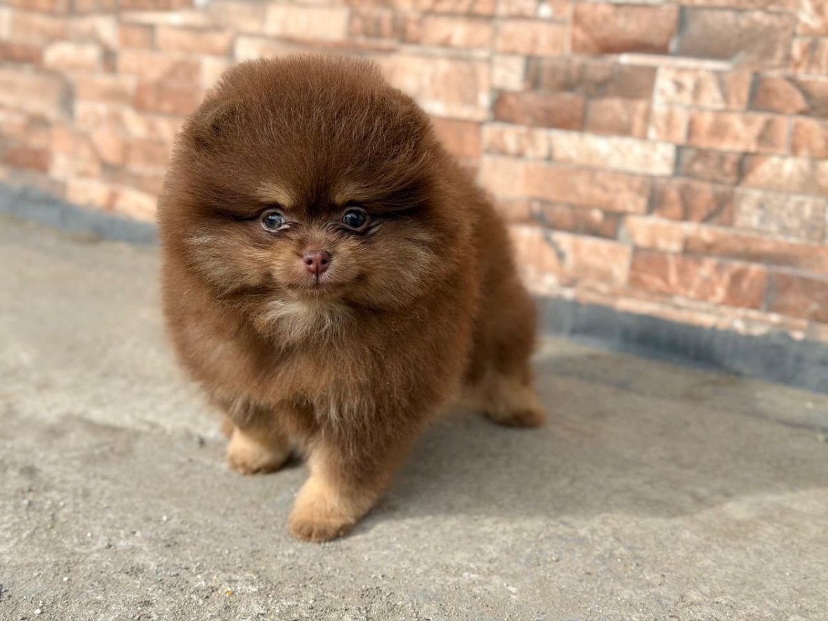 Pomeranian Teacup Teddy Bear Face Available Now - 3