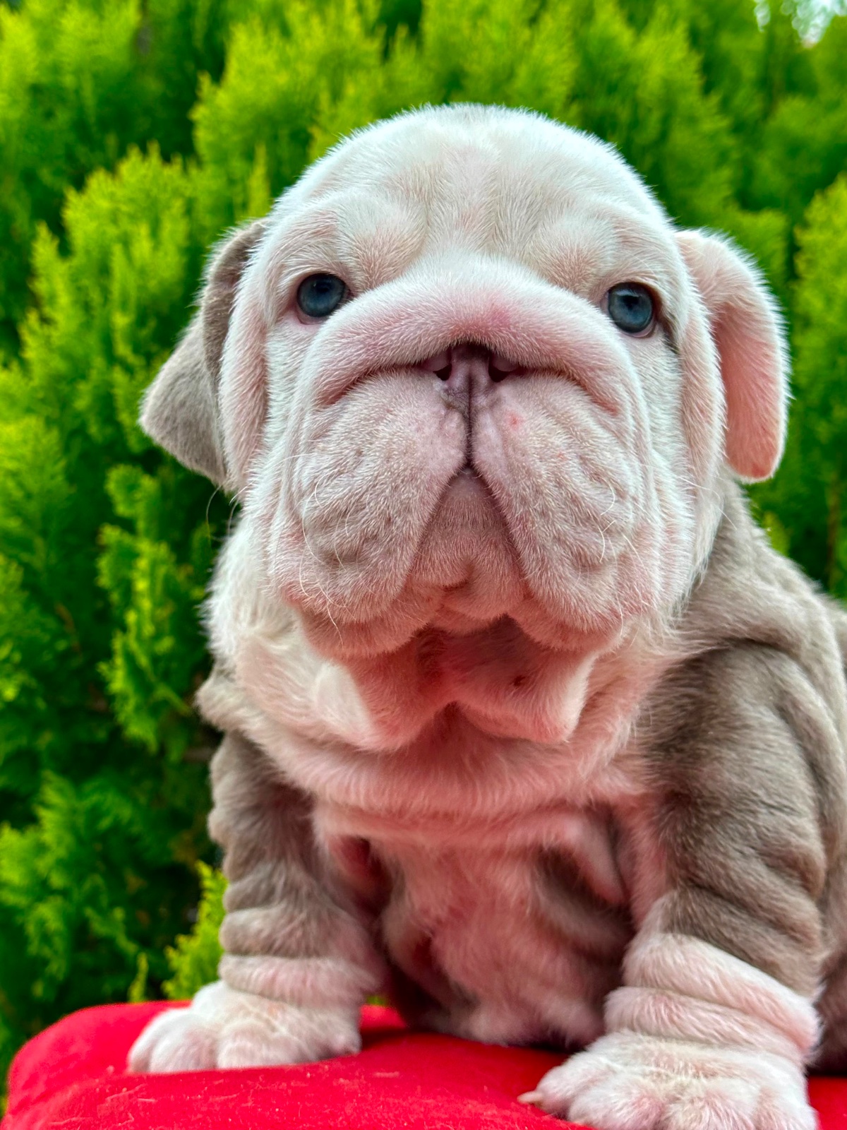 English Bulldog Puppy Available in Miami Florida - 3