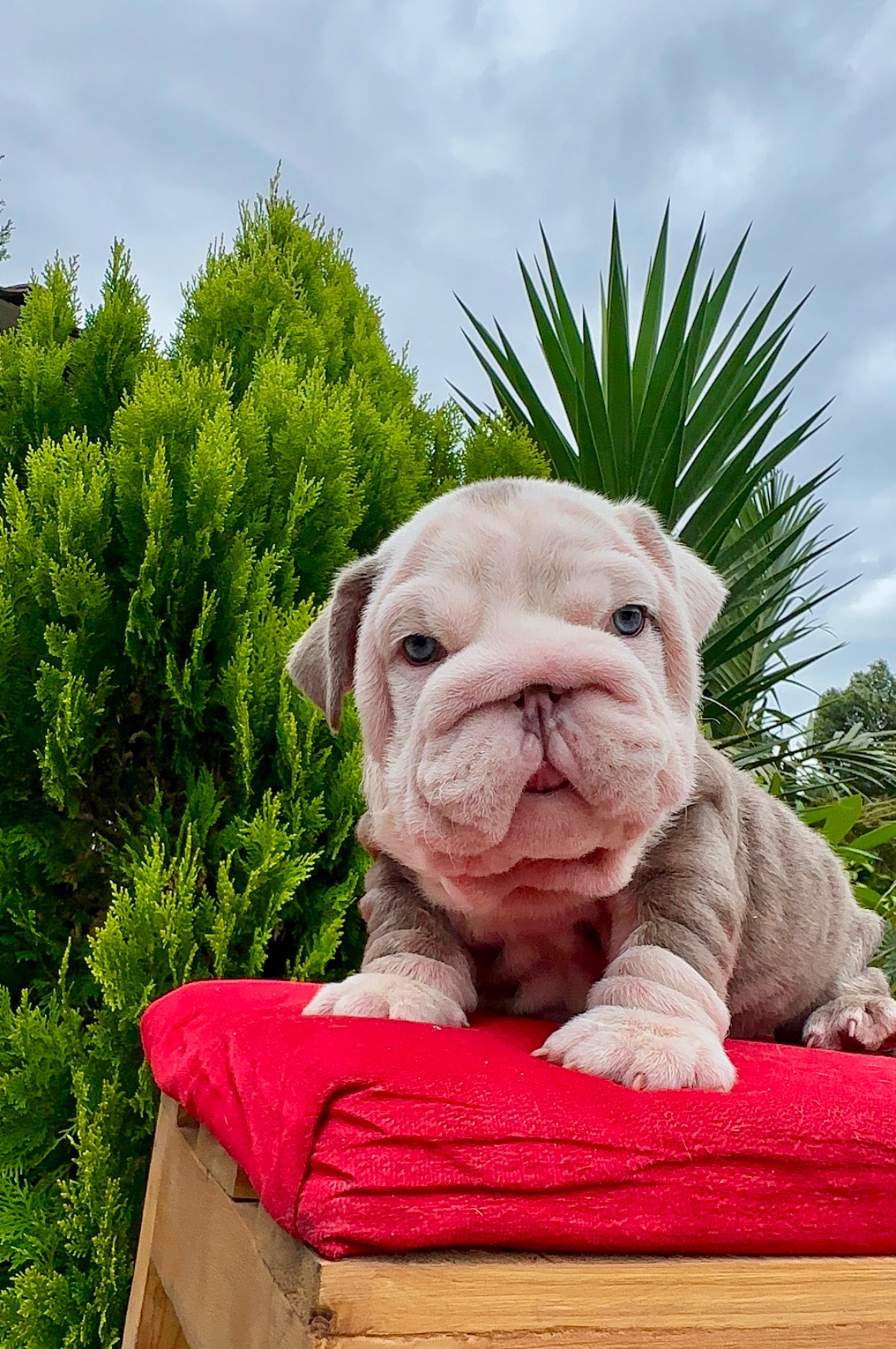 English Bulldog Puppy Available in Miami Florida - 4