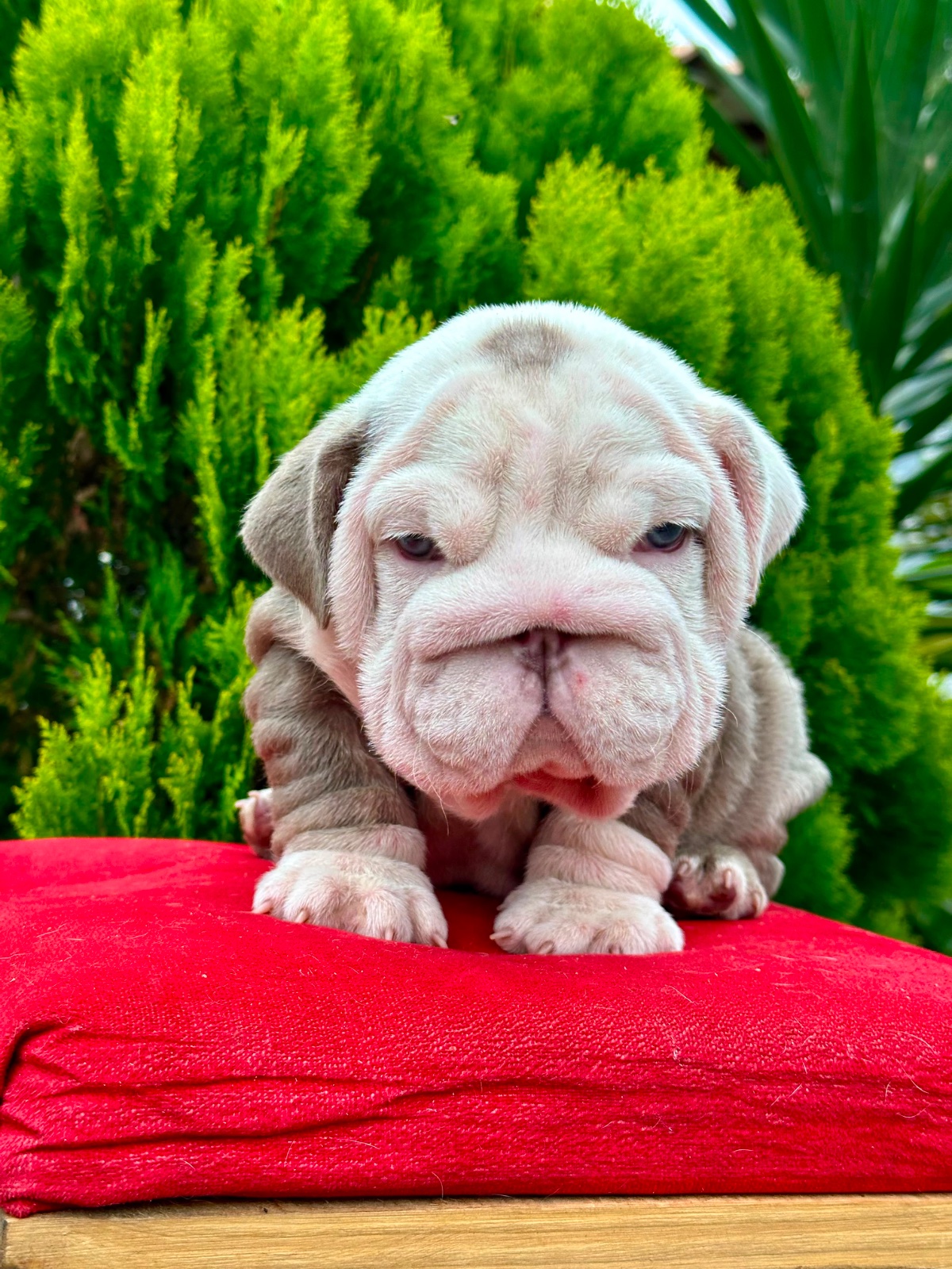 English Bulldog Puppy Available in Miami Florida - 5