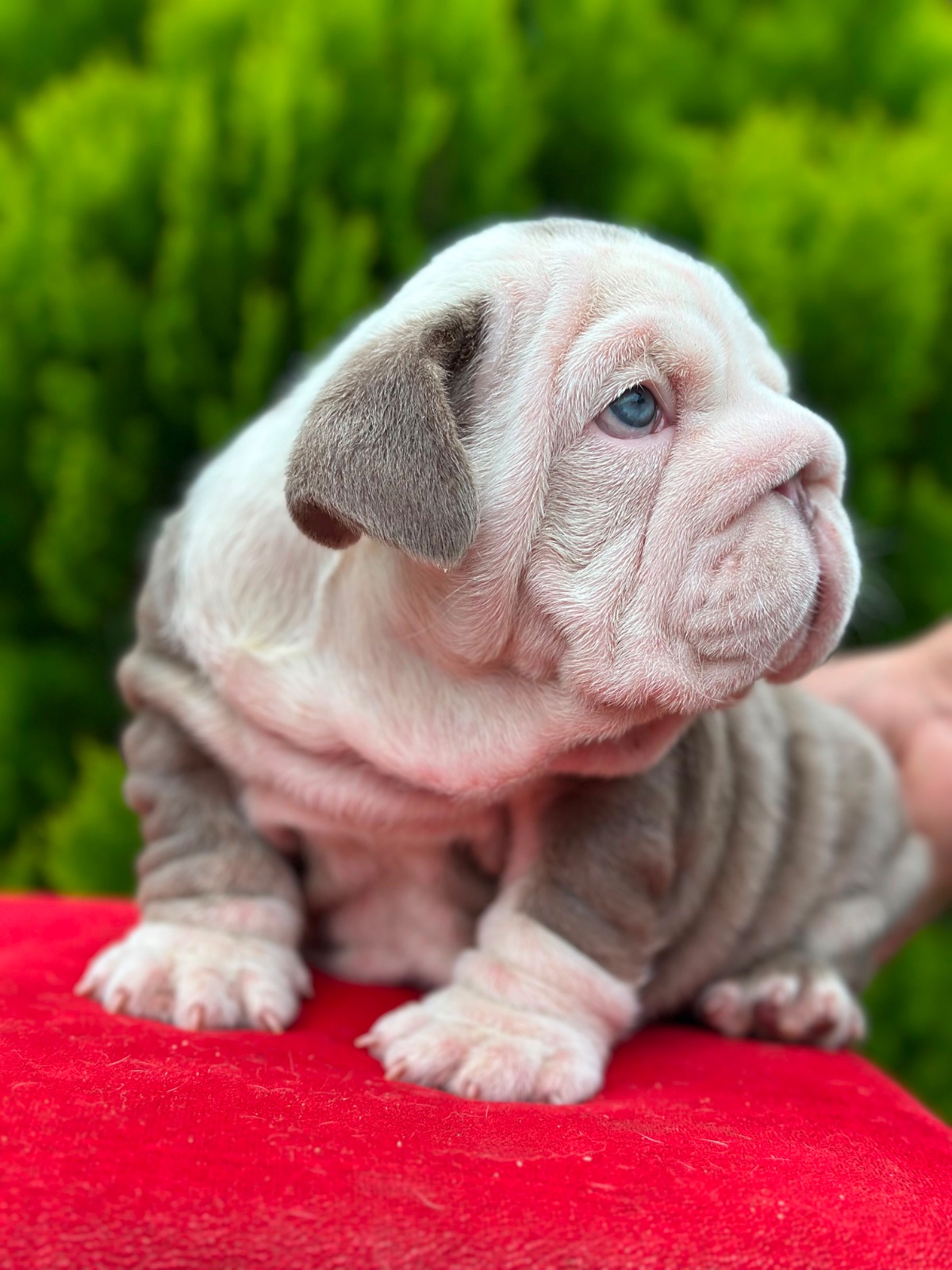 English Bulldog Puppy Available in Miami Florida - 6