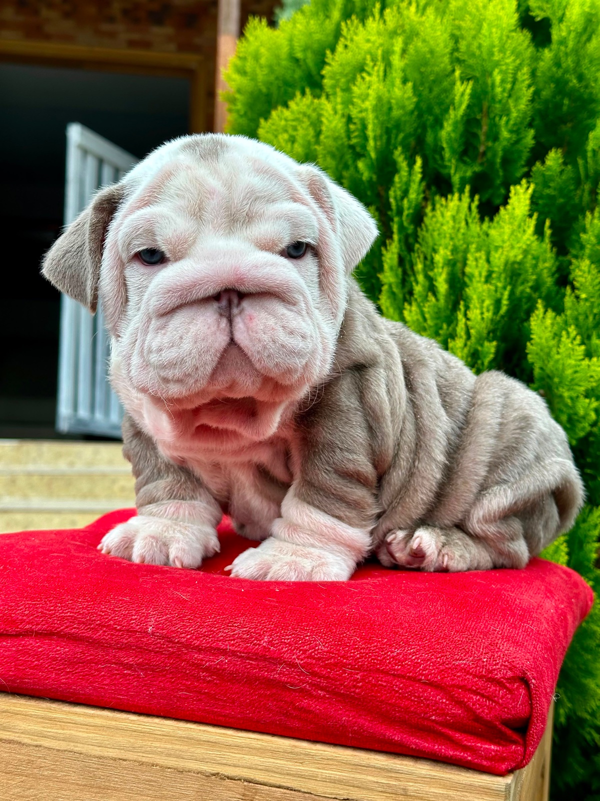 English Bulldog Puppy Available in Miami Florida - 7
