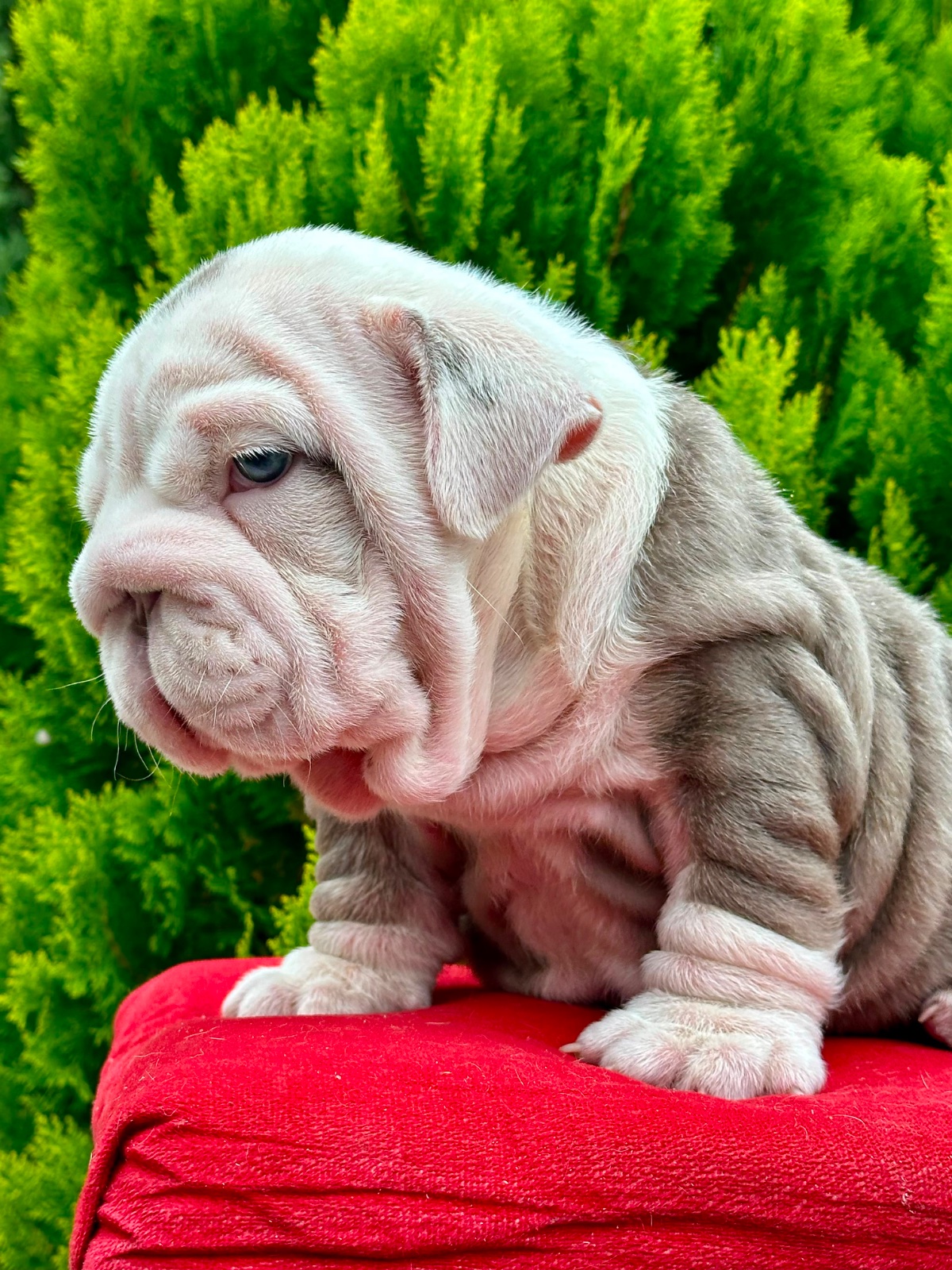 English Bulldog Puppy Available in Miami Florida - 8