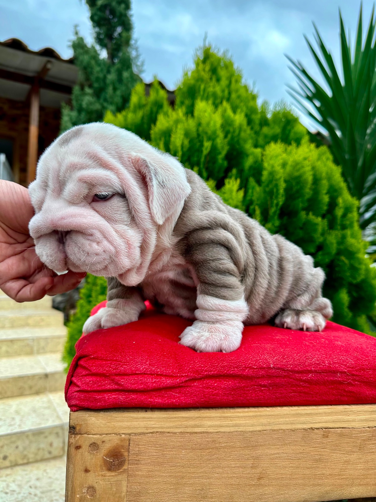 English Bulldog Puppy Available in Miami Florida - 9