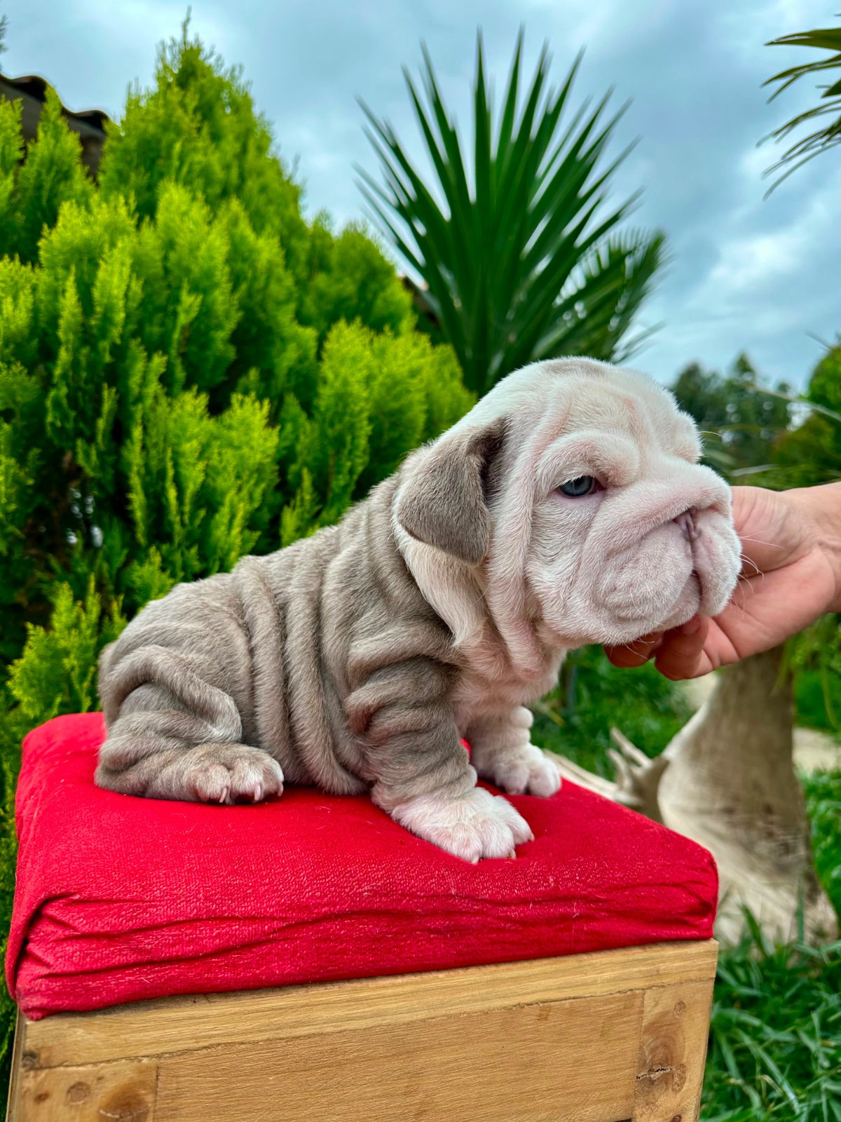 English Bulldog Puppy Available in Miami Florida - 10