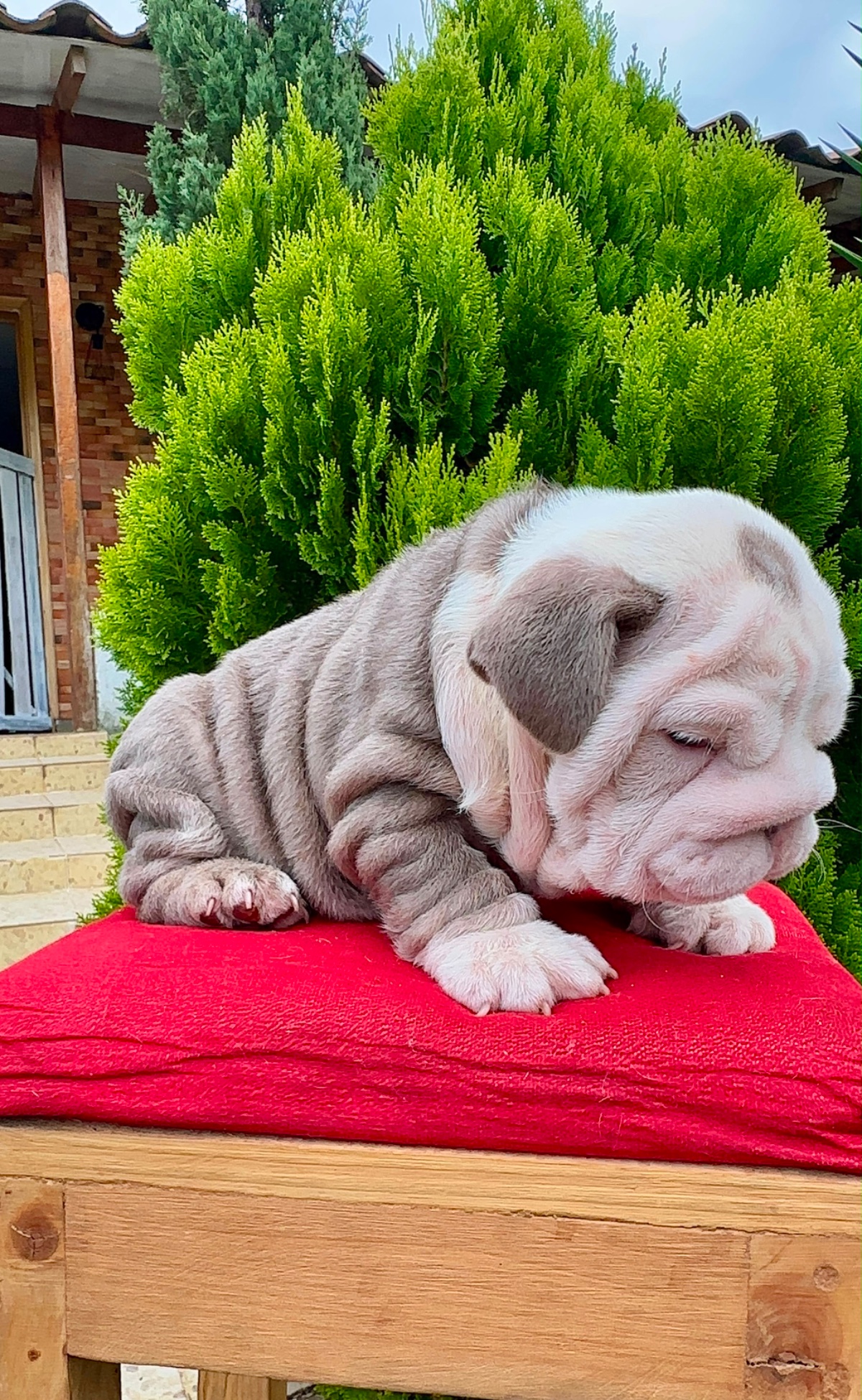 English Bulldog Puppy Available in Miami Florida - 11