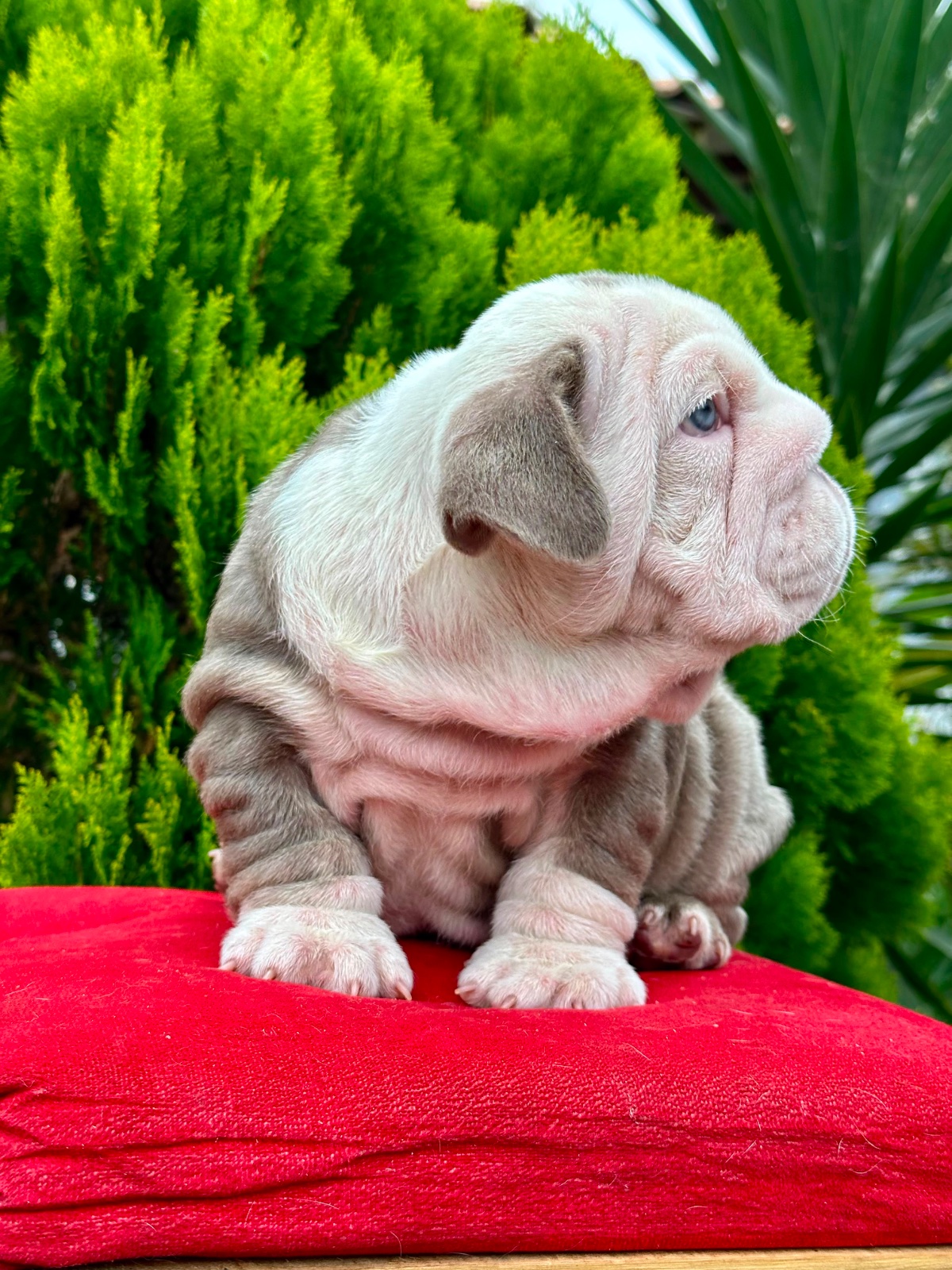 English Bulldog Puppy Available in Miami Florida - 12