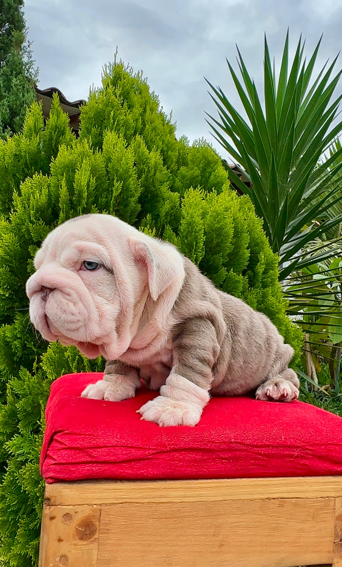 English Bulldog Puppy Available in Miami Florida - 13