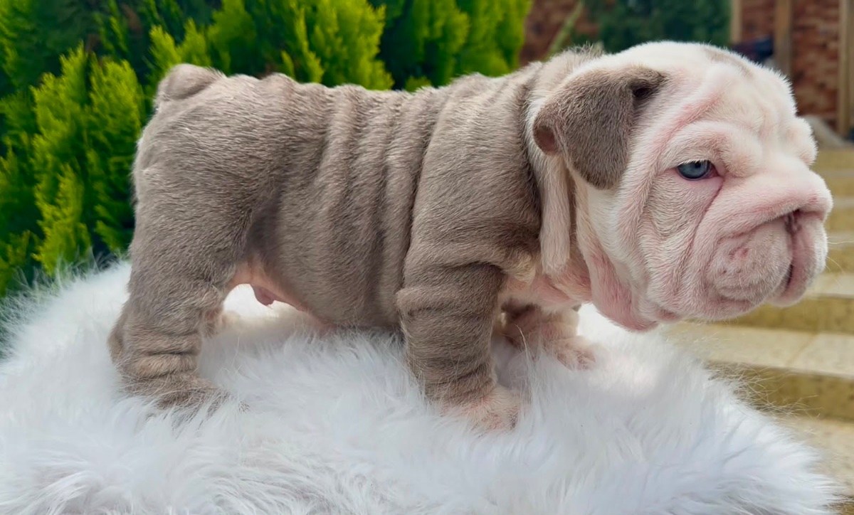 English Bulldog Puppy Available in Miami Florida - 14