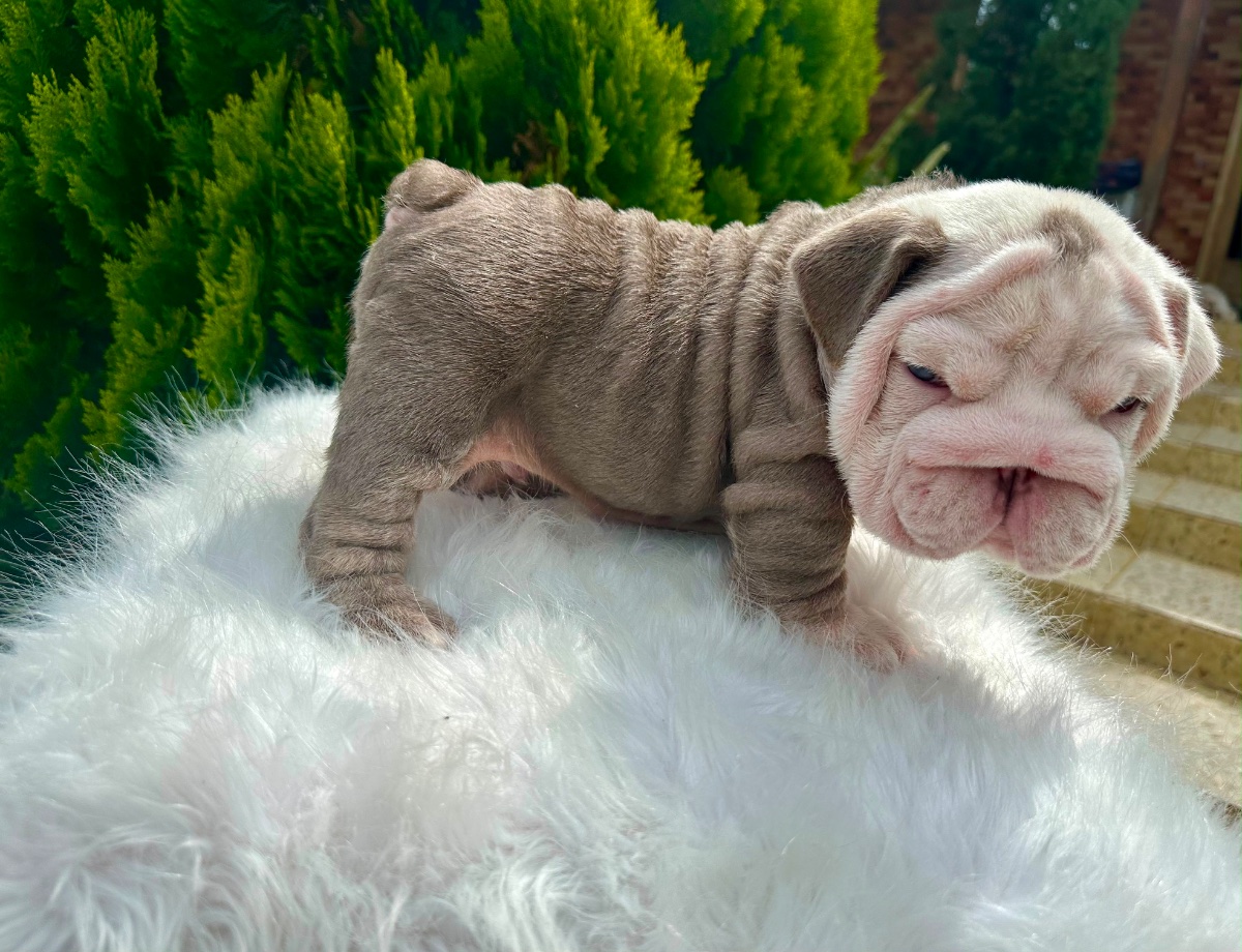 English Bulldog Puppy Available in Miami Florida - 15