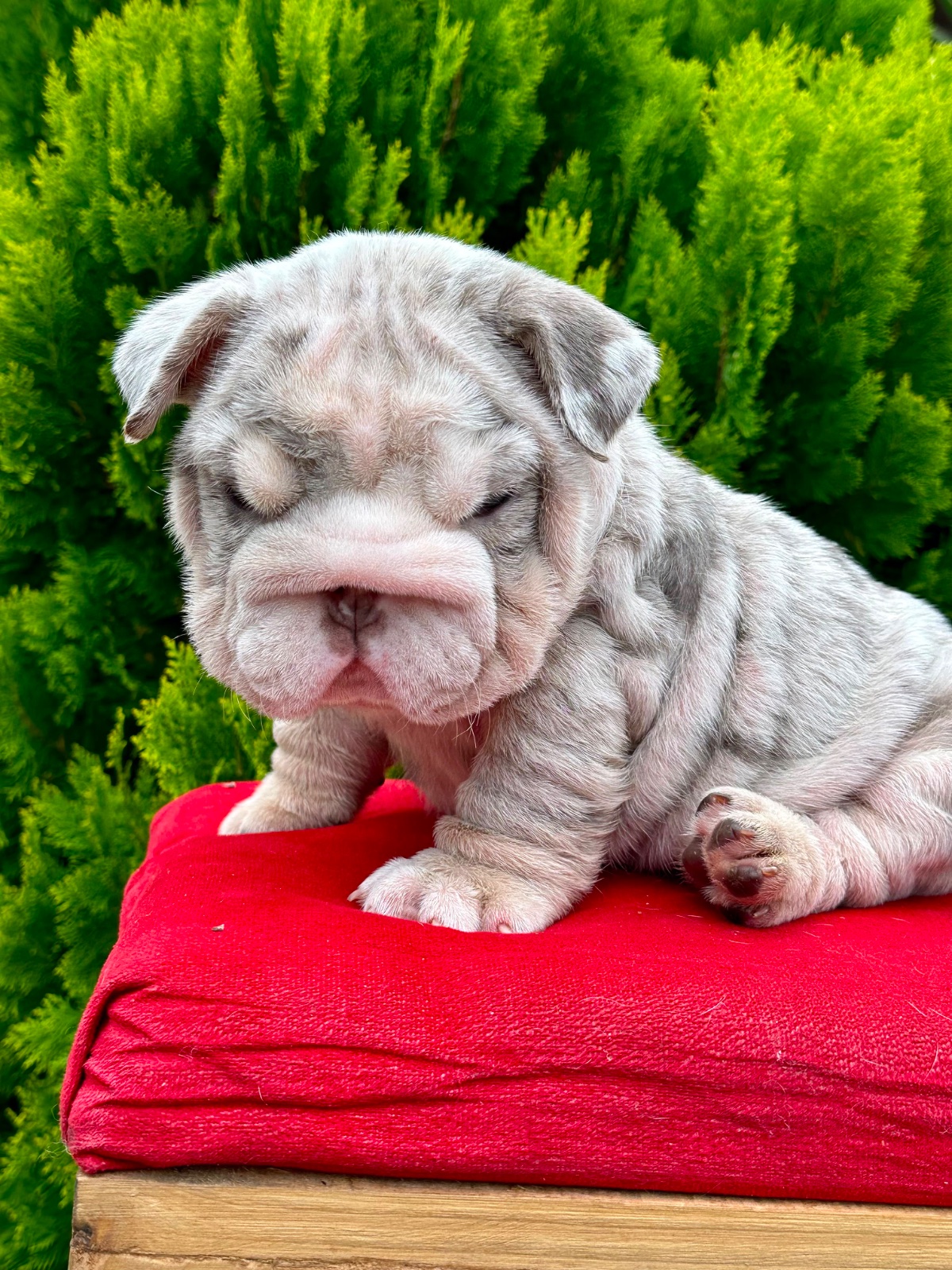 English Bulldog Lilac Merle Available in Miami Florida - 3