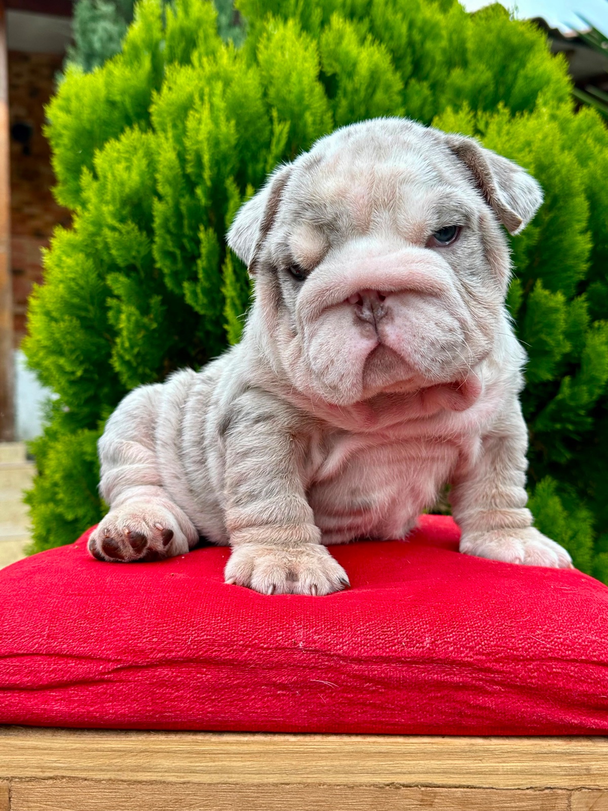 English Bulldog Lilac Merle Available in Miami Florida - 4