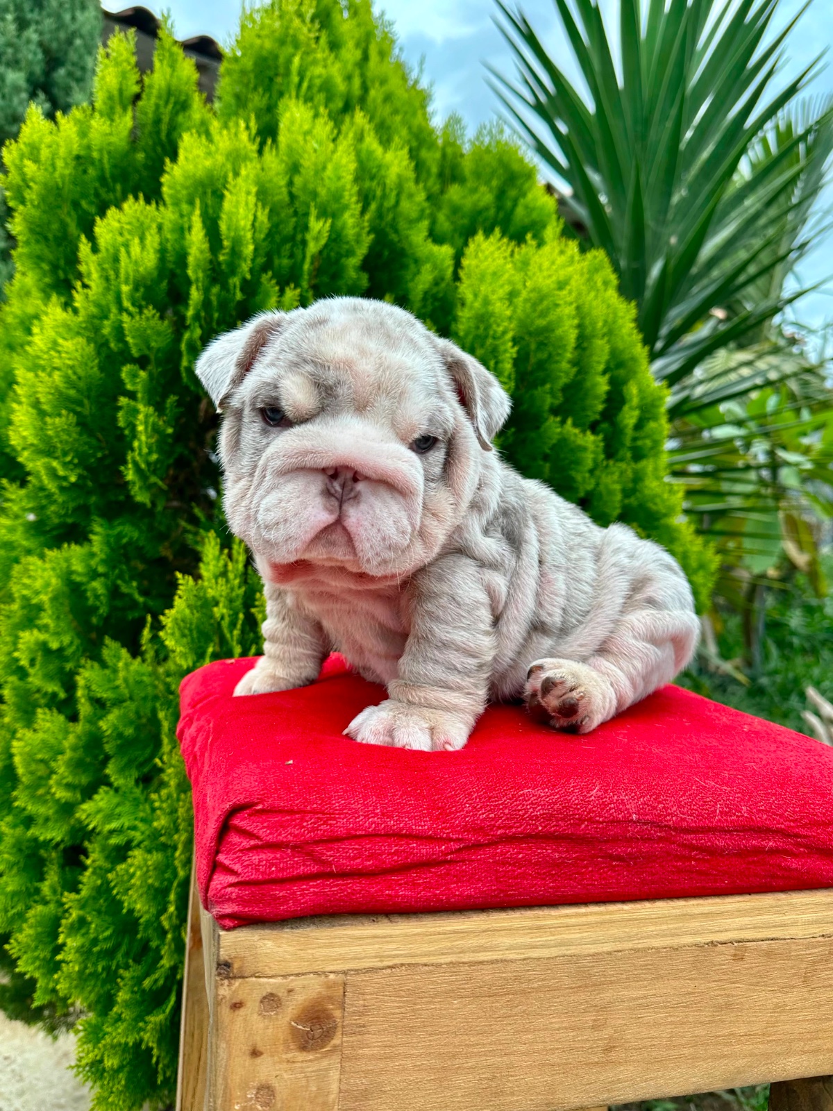 English Bulldog Lilac Merle Available in Miami Florida - 5