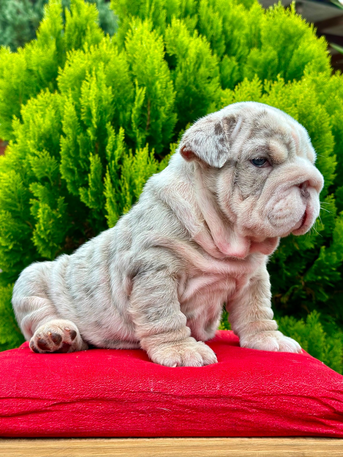 English Bulldog Lilac Merle Available in Miami Florida - 6