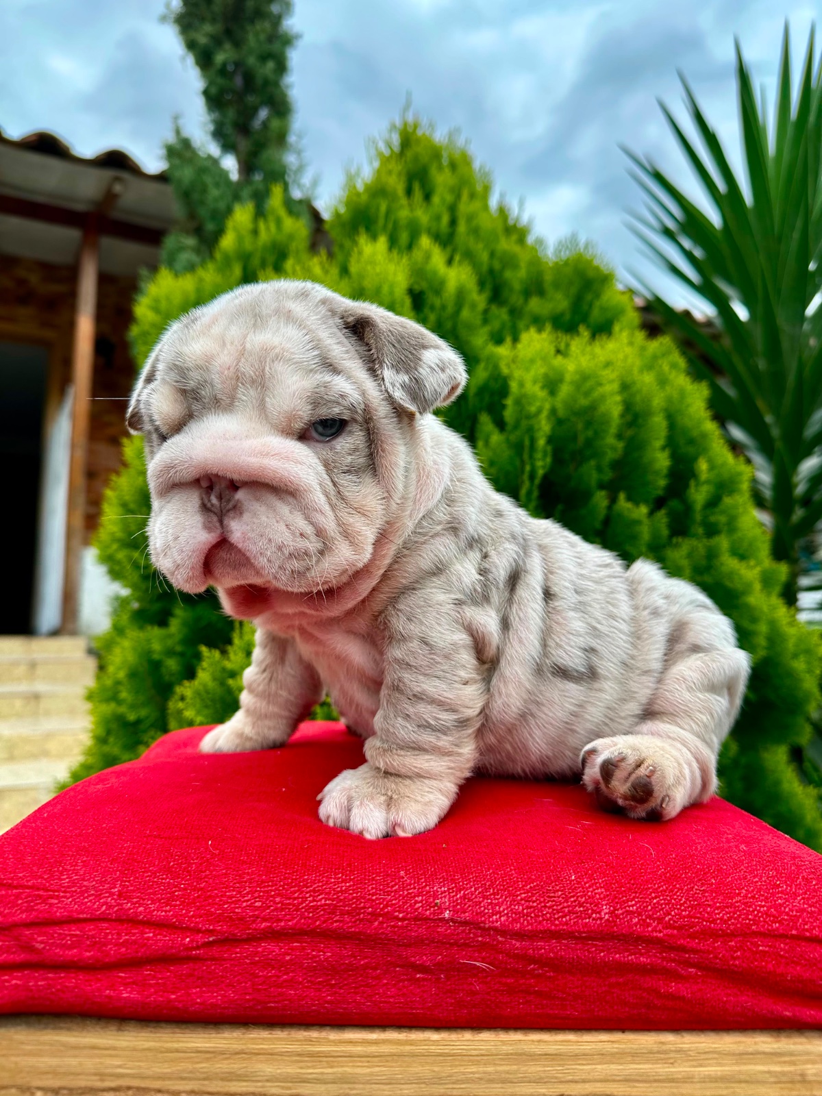English Bulldog Lilac Merle Available in Miami Florida - 7