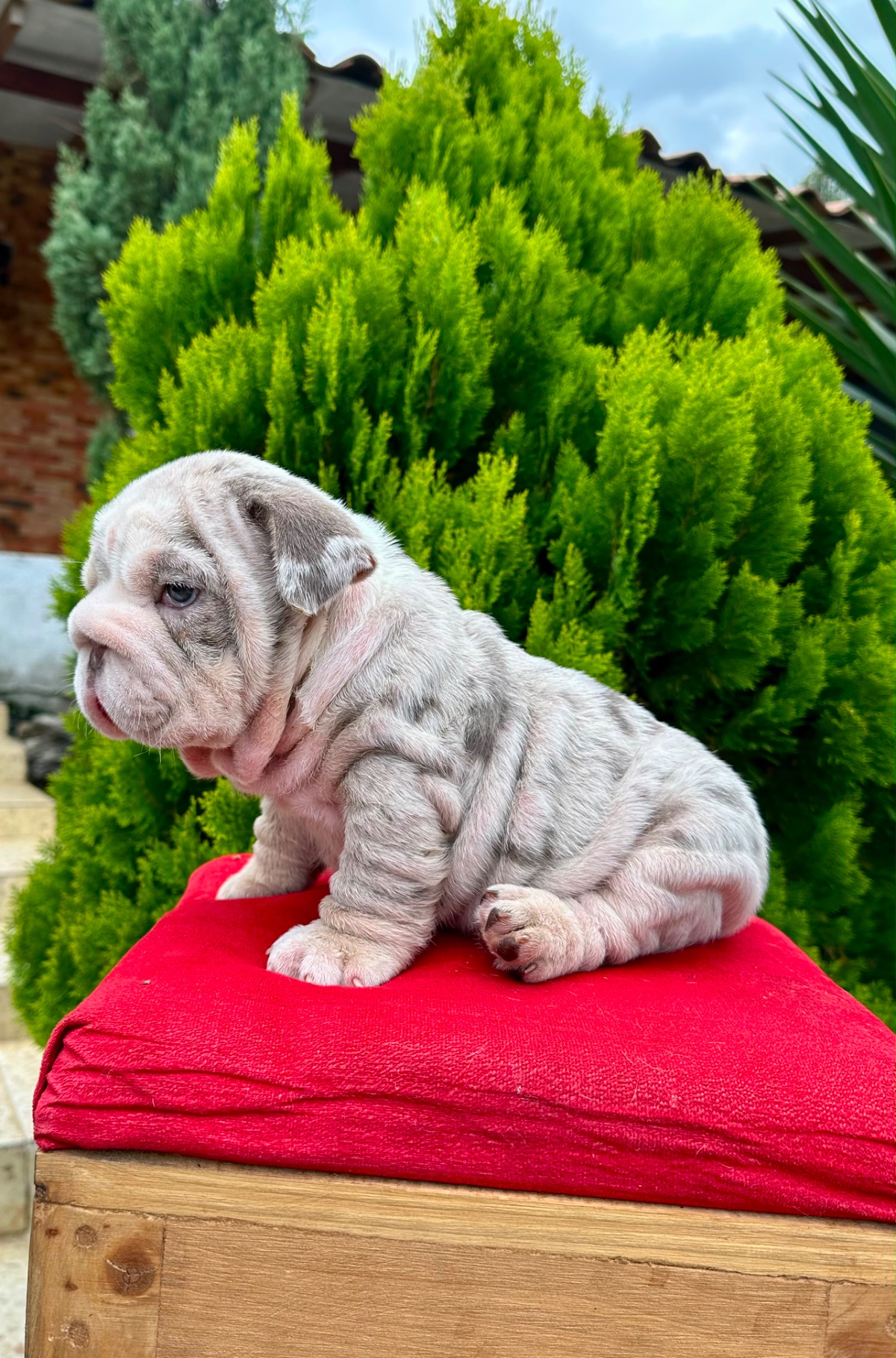 English Bulldog Lilac Merle Available in Miami Florida - 8
