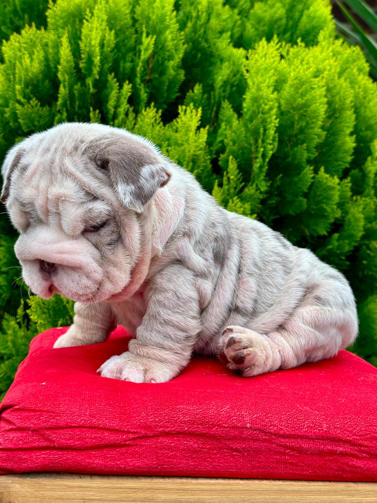 English Bulldog Lilac Merle Available in Miami Florida - 9
