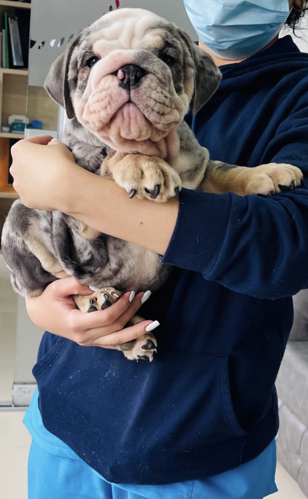 English bulldog choco tree female Hershey - 7