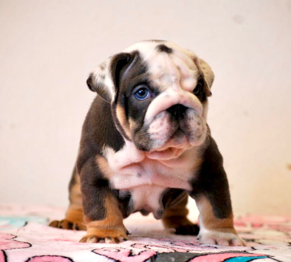 Exotic French Bulldog Lilac Merle Dior - 3
