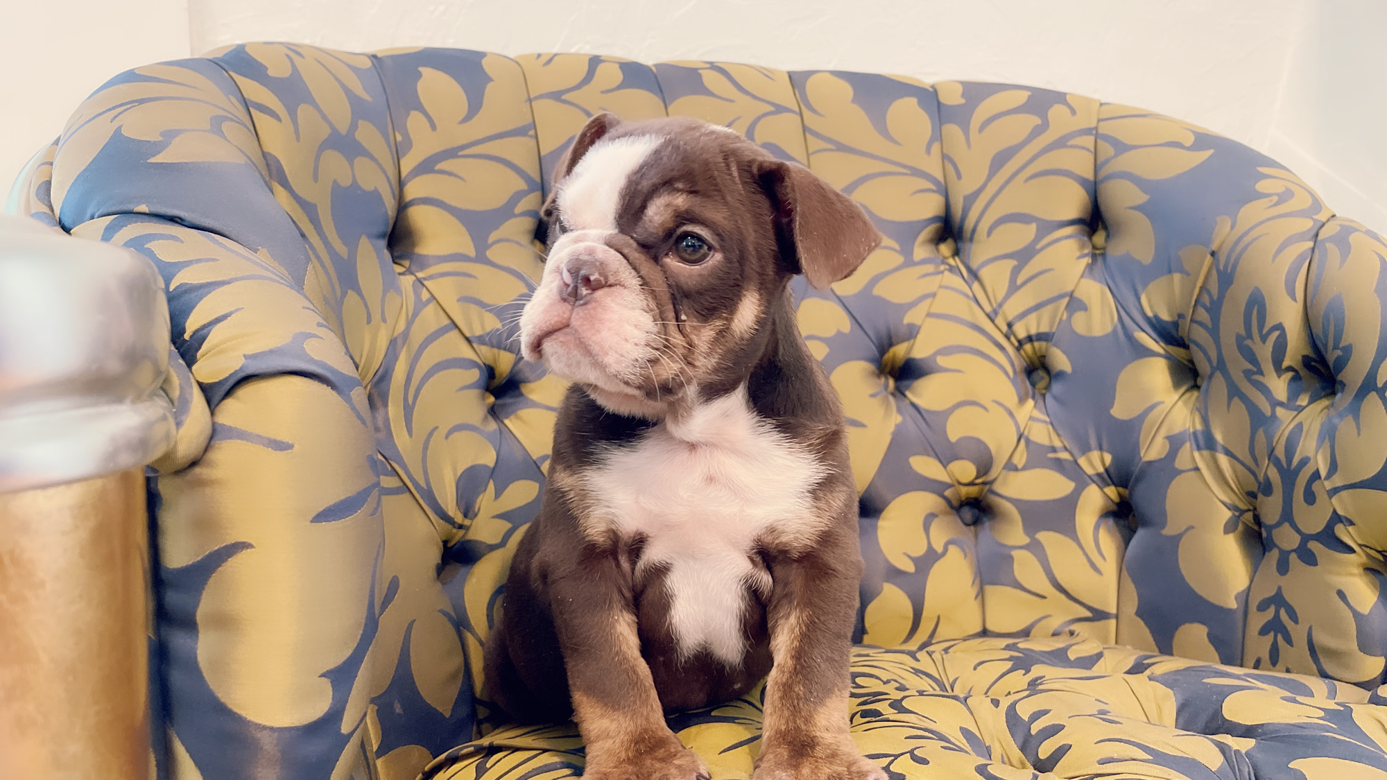 French Bulldog lilac fawn male Moschino - 8