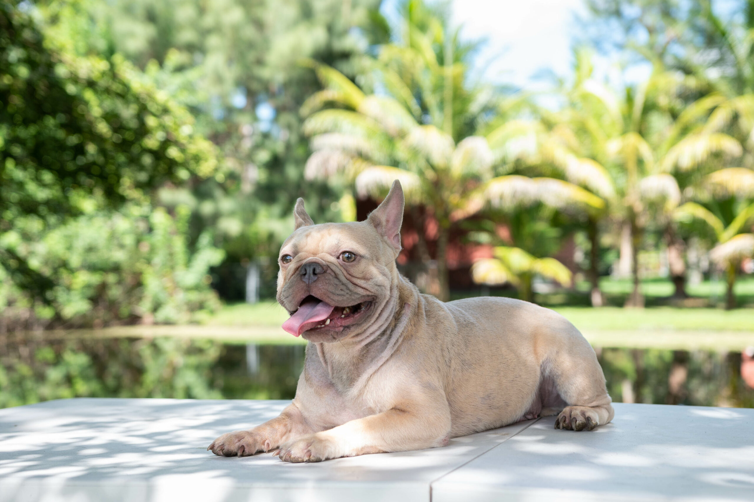 Lauren Beautiful French Bulldog Chocolate Isabella Carrier - 9