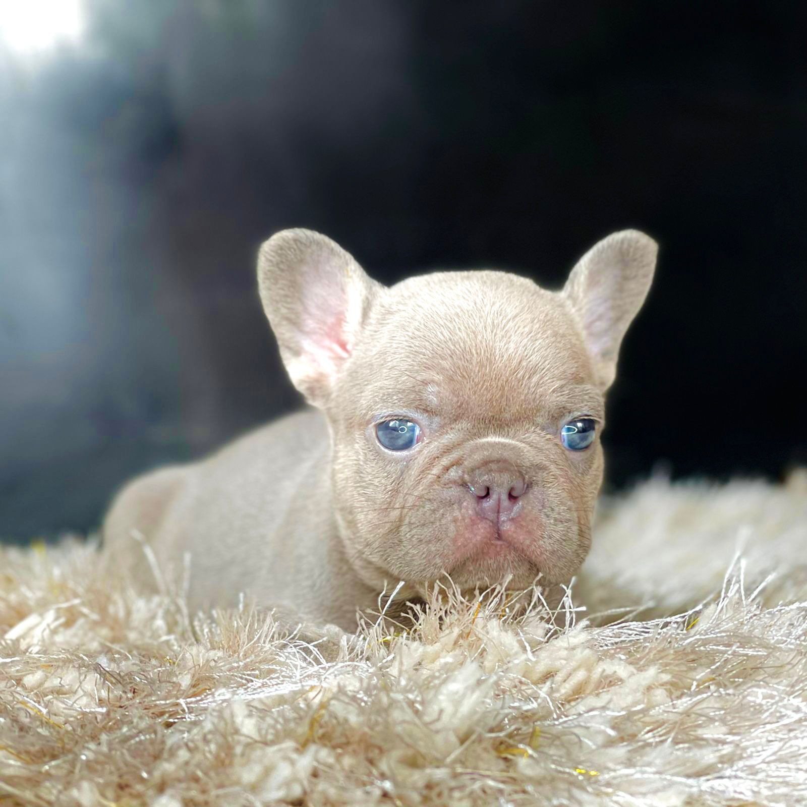 Exotic English Bulldog blue tree Versace - 3