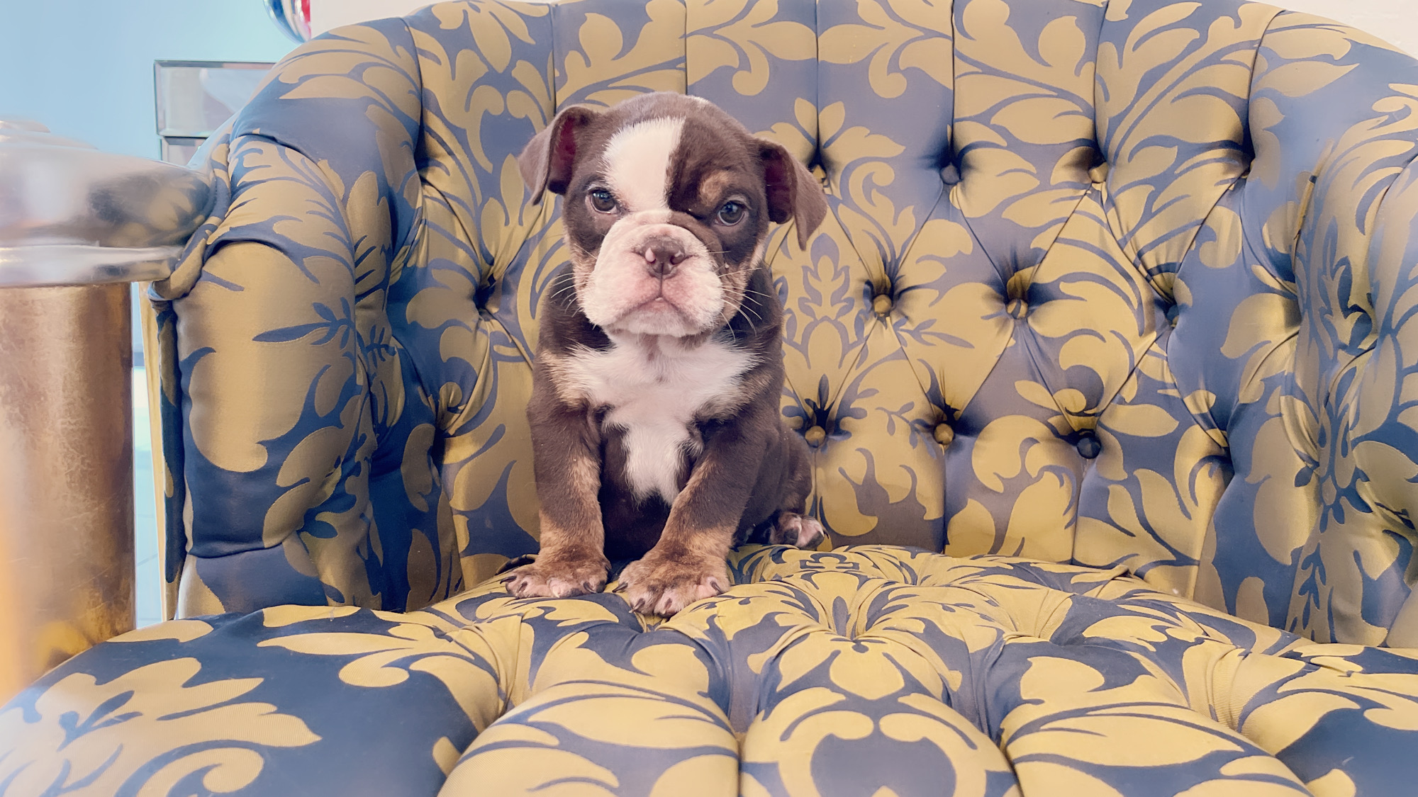 French Bulldog lilac fawn male Moschino - 10