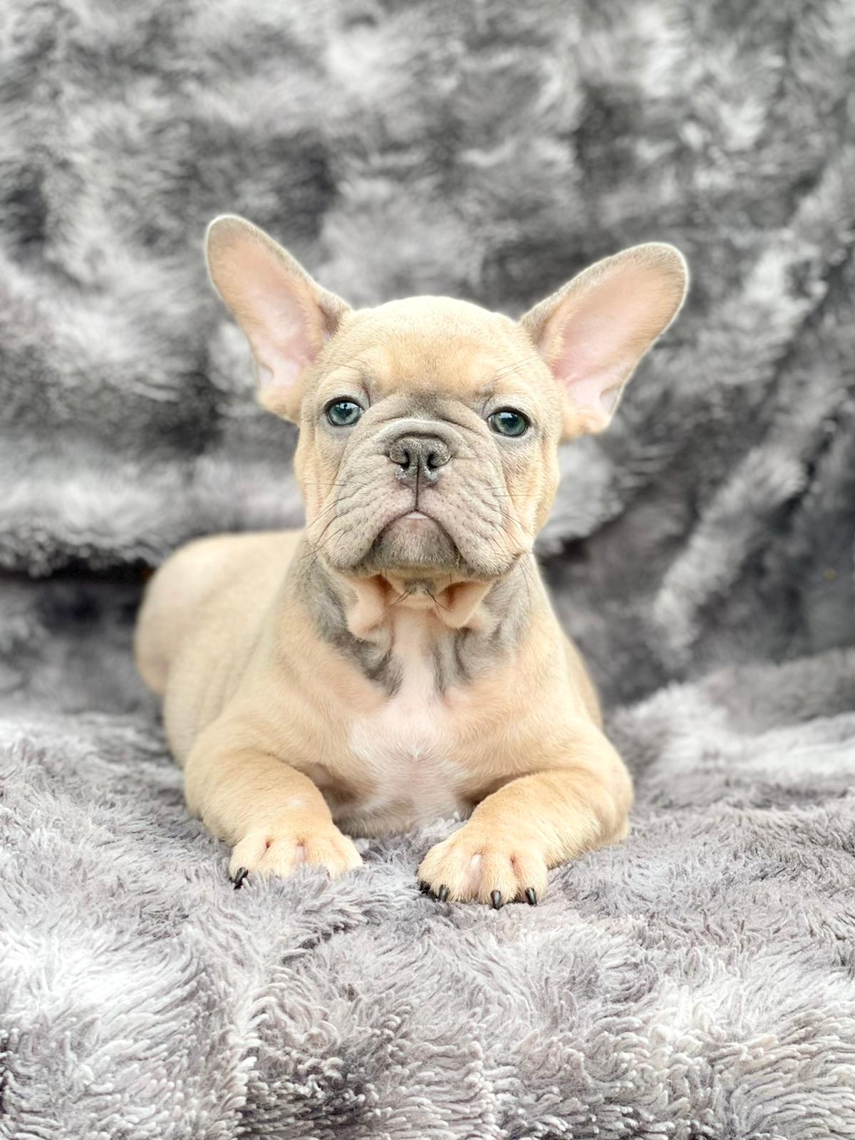 Exotic English bulldog choco fawn Balenciaga - 2