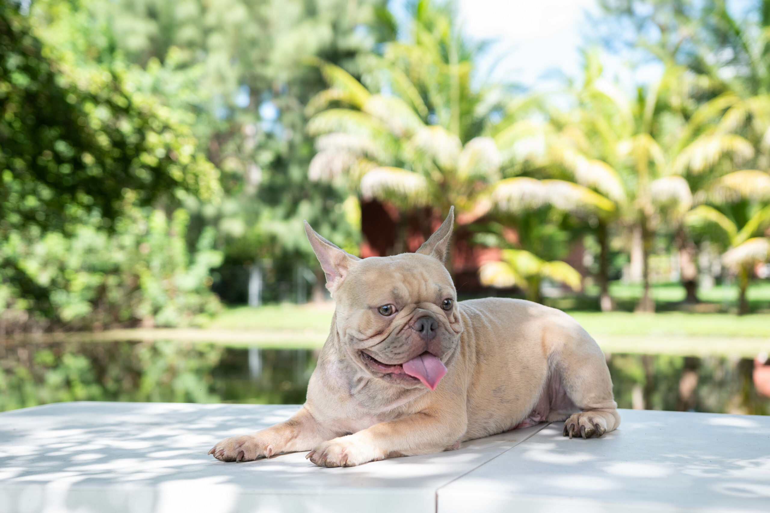 Lauren Beautiful French Bulldog Chocolate Isabella Carrier - 8