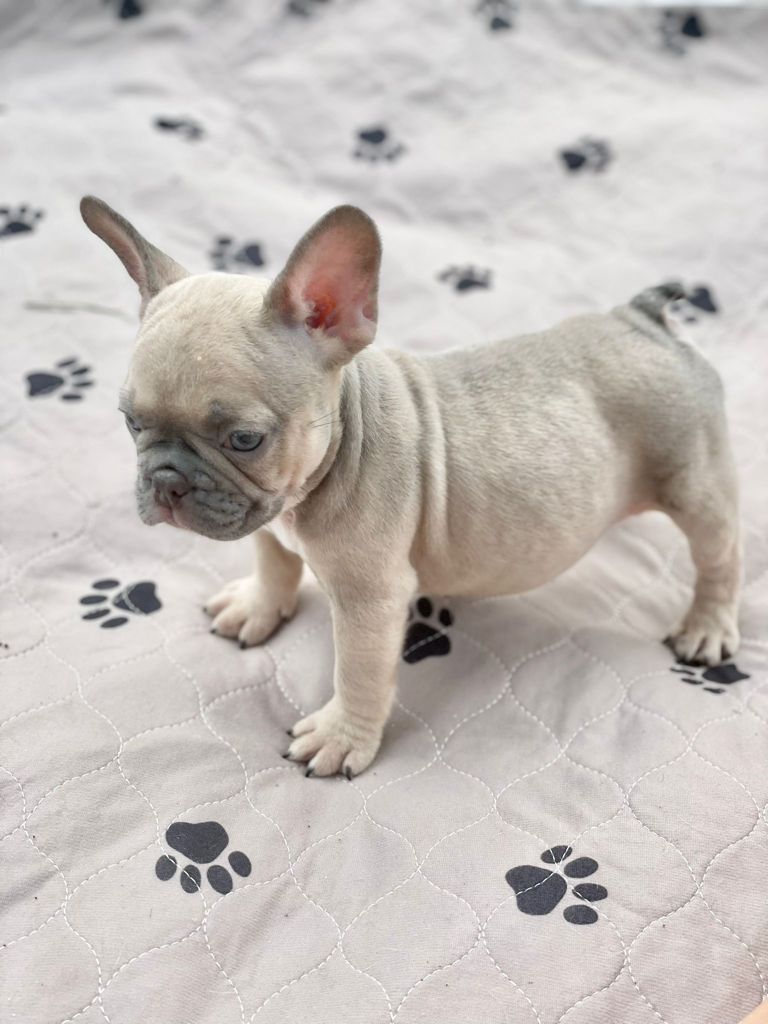 Exotic French Bulldog Lilac Merle Dior - 3