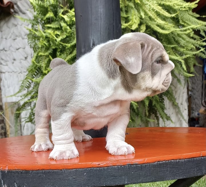 English bulldog choco tree female Hershey - 5