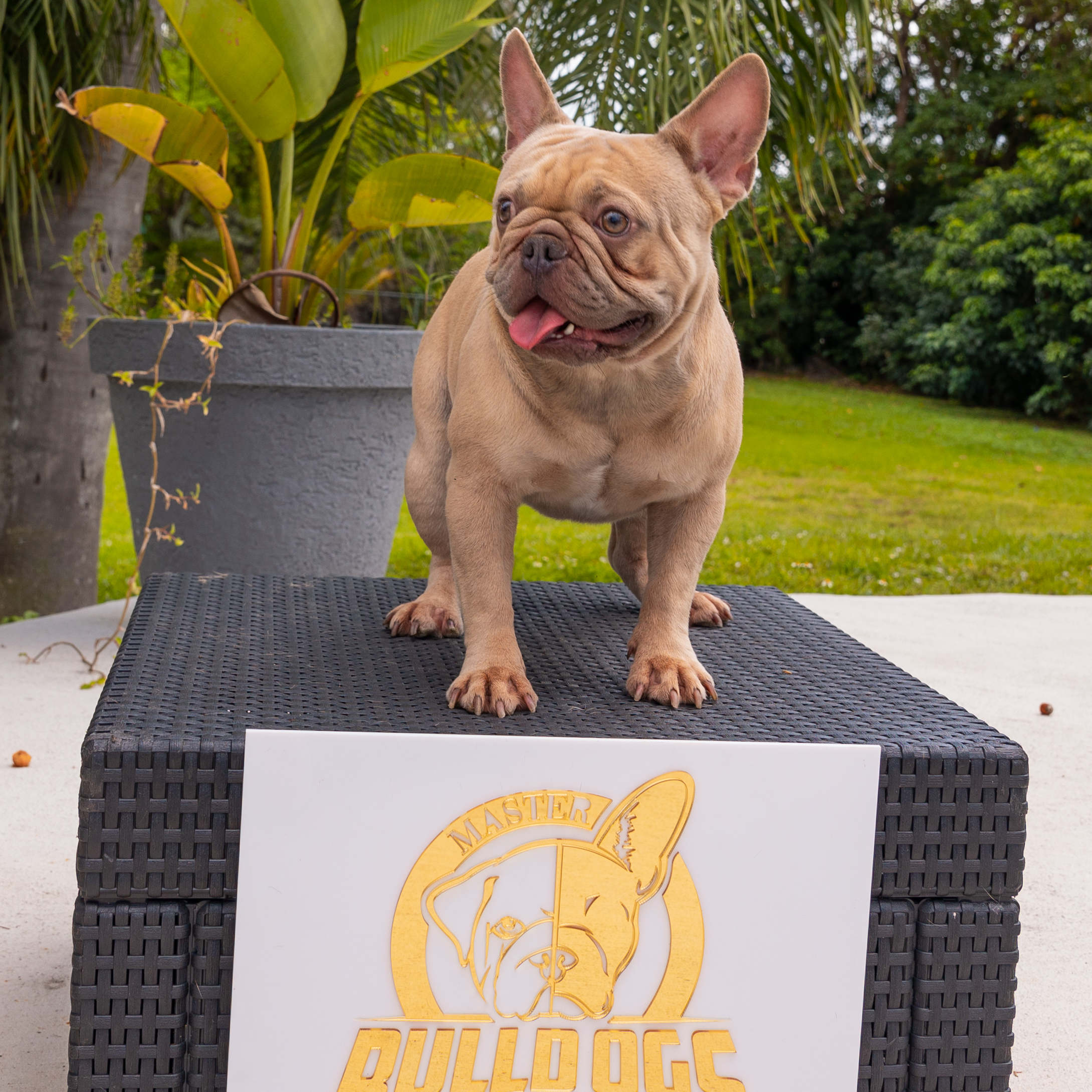 Lauren Beautiful French Bulldog Chocolate Isabella Carrier