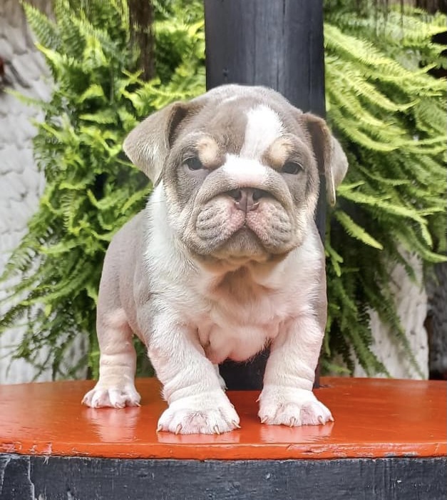 English bulldog choco tree female Hershey - 2