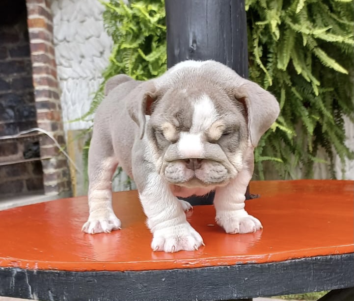 English bulldog choco tree female Hershey - 3