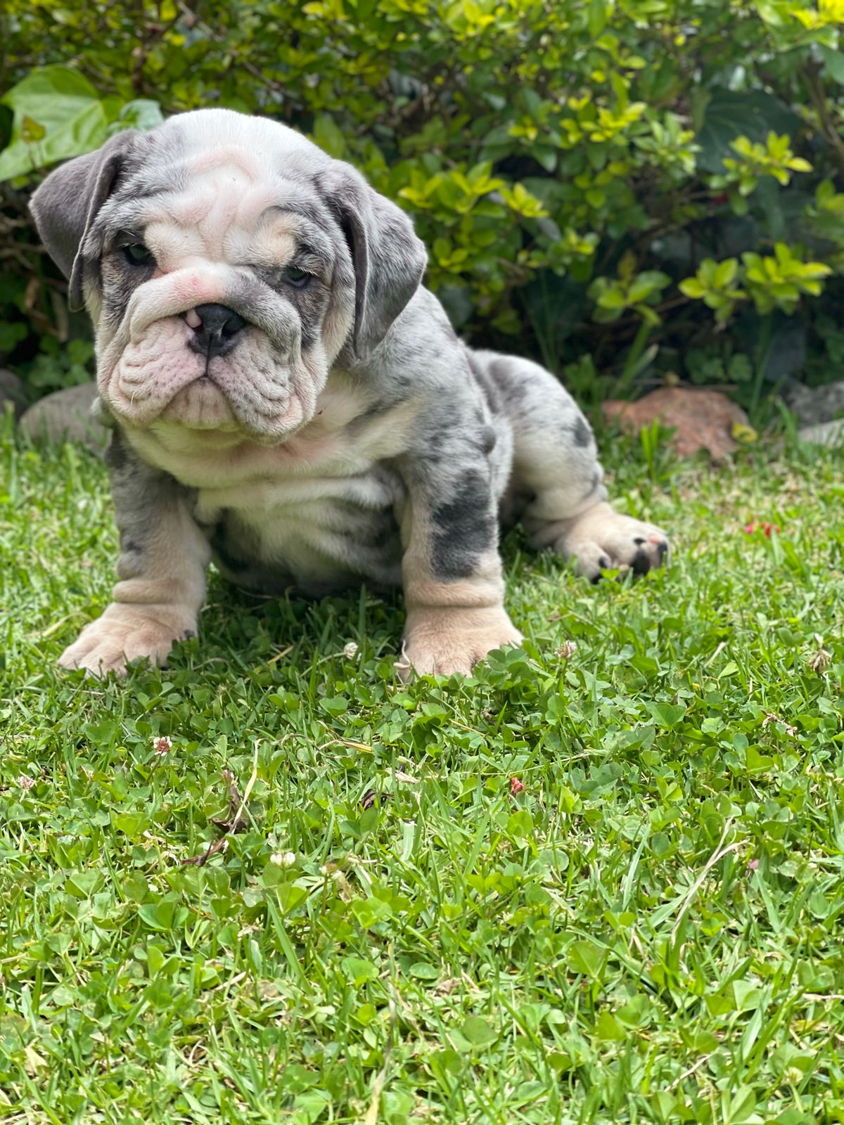 English bulldog choco tree female Hershey - 2