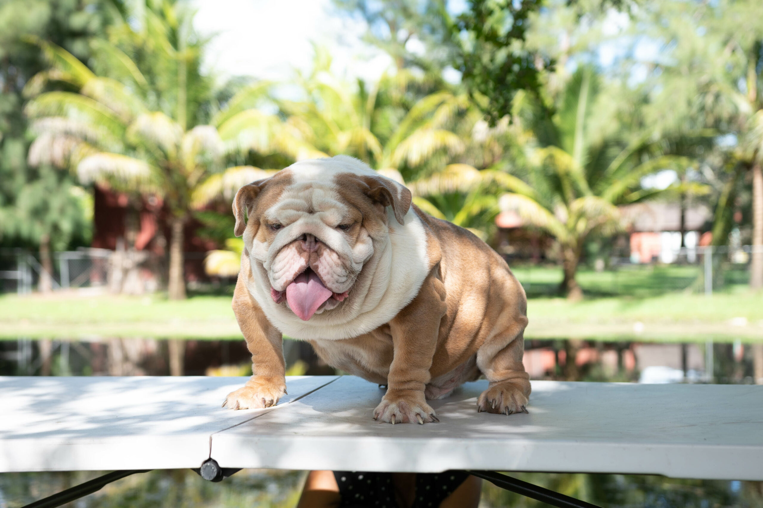 Benito!! Beautiful Exotic French Bulldog Choco Pied Isabella Carrier - 12