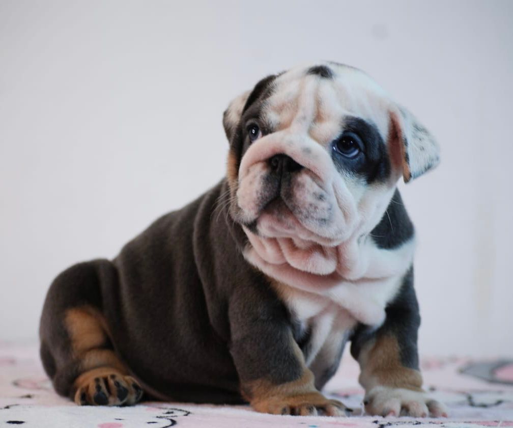 Exotic French Bulldog Lilac Merle Dior - 4