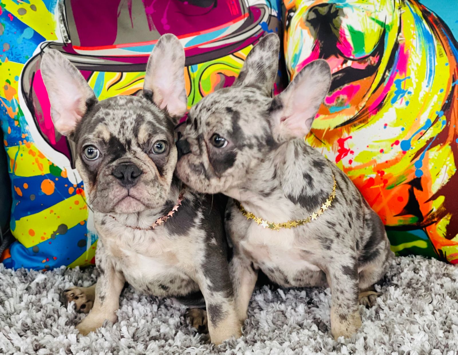 Exotic French bulldog Blue Merle Female Bvlgari - 4