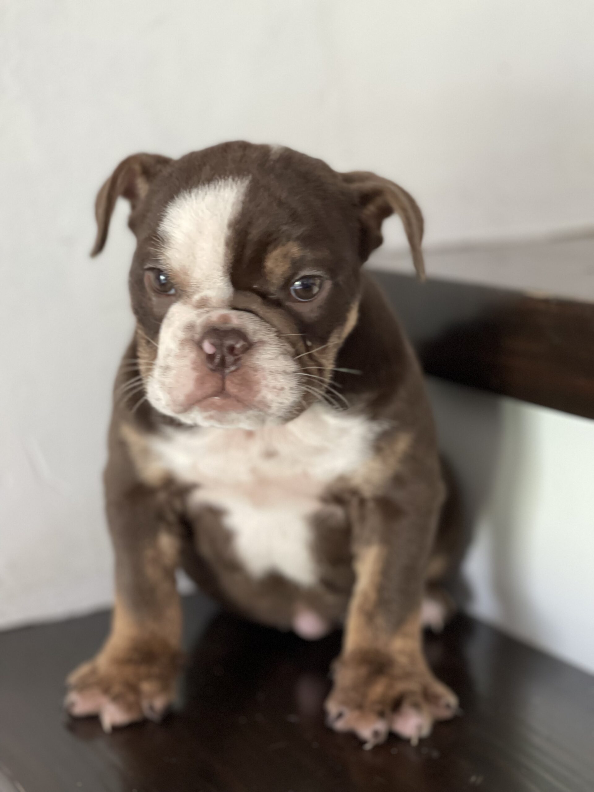 French Bulldog lilac fawn male Moschino - 4