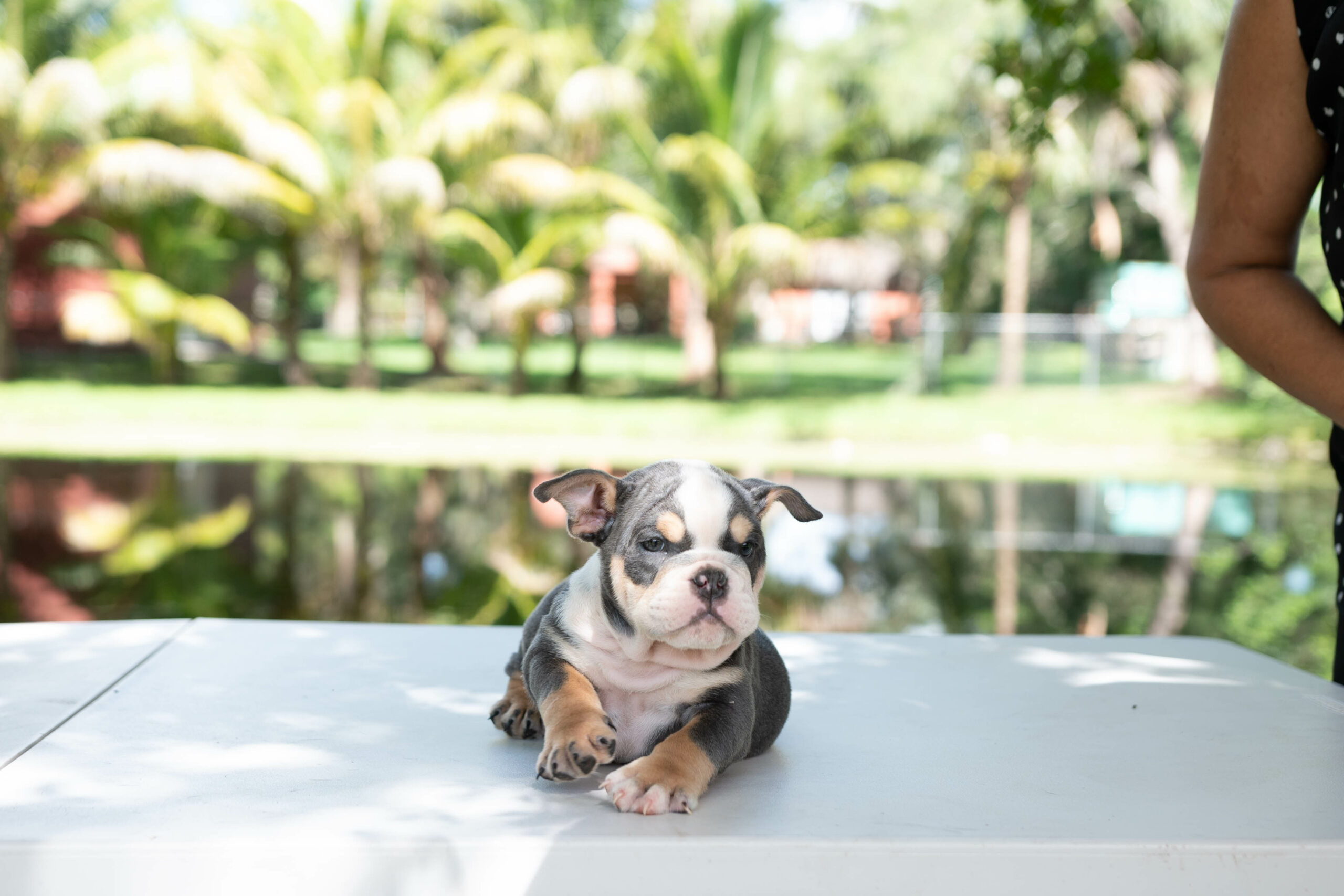 English bulldog blue tree Female Gabbana - 14