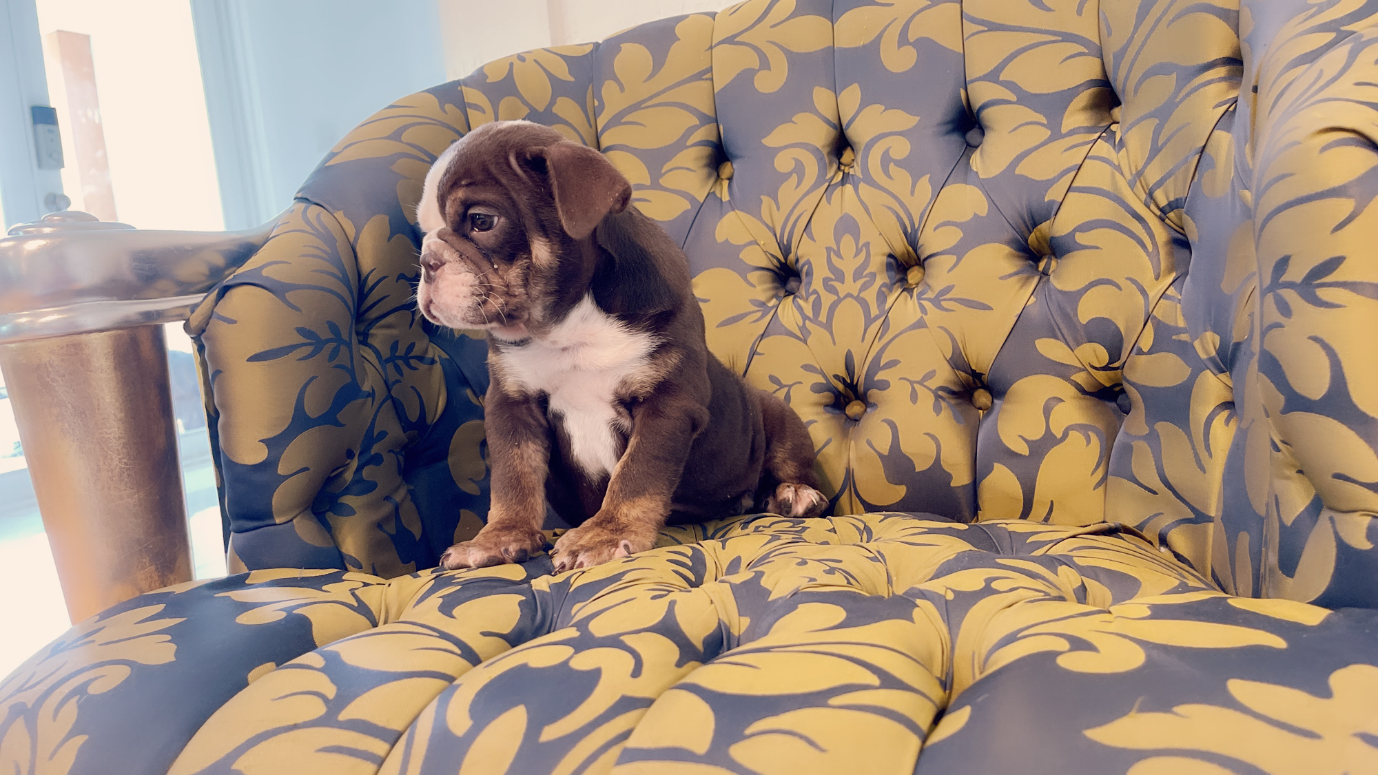 French Bulldog lilac fawn male Moschino - 13