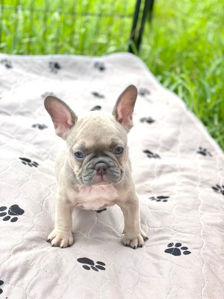 Exotic French Bulldog Lilac Merle Dior
