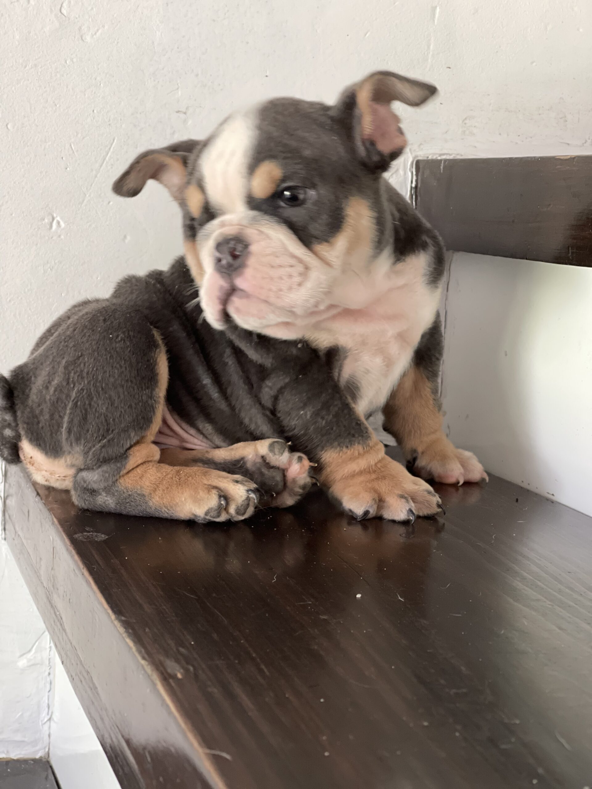 English bulldog blue tree Female Gabbana - 10