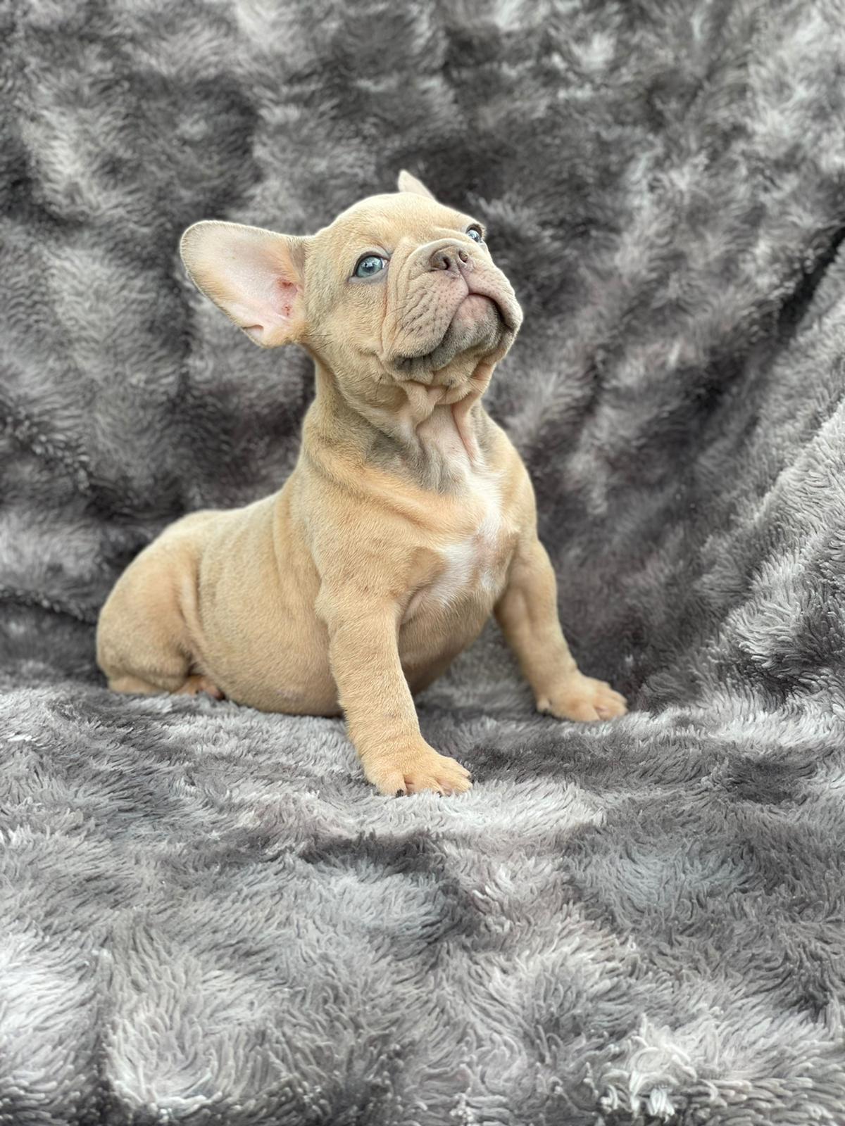 Exotic English bulldog choco fawn Balenciaga - 7