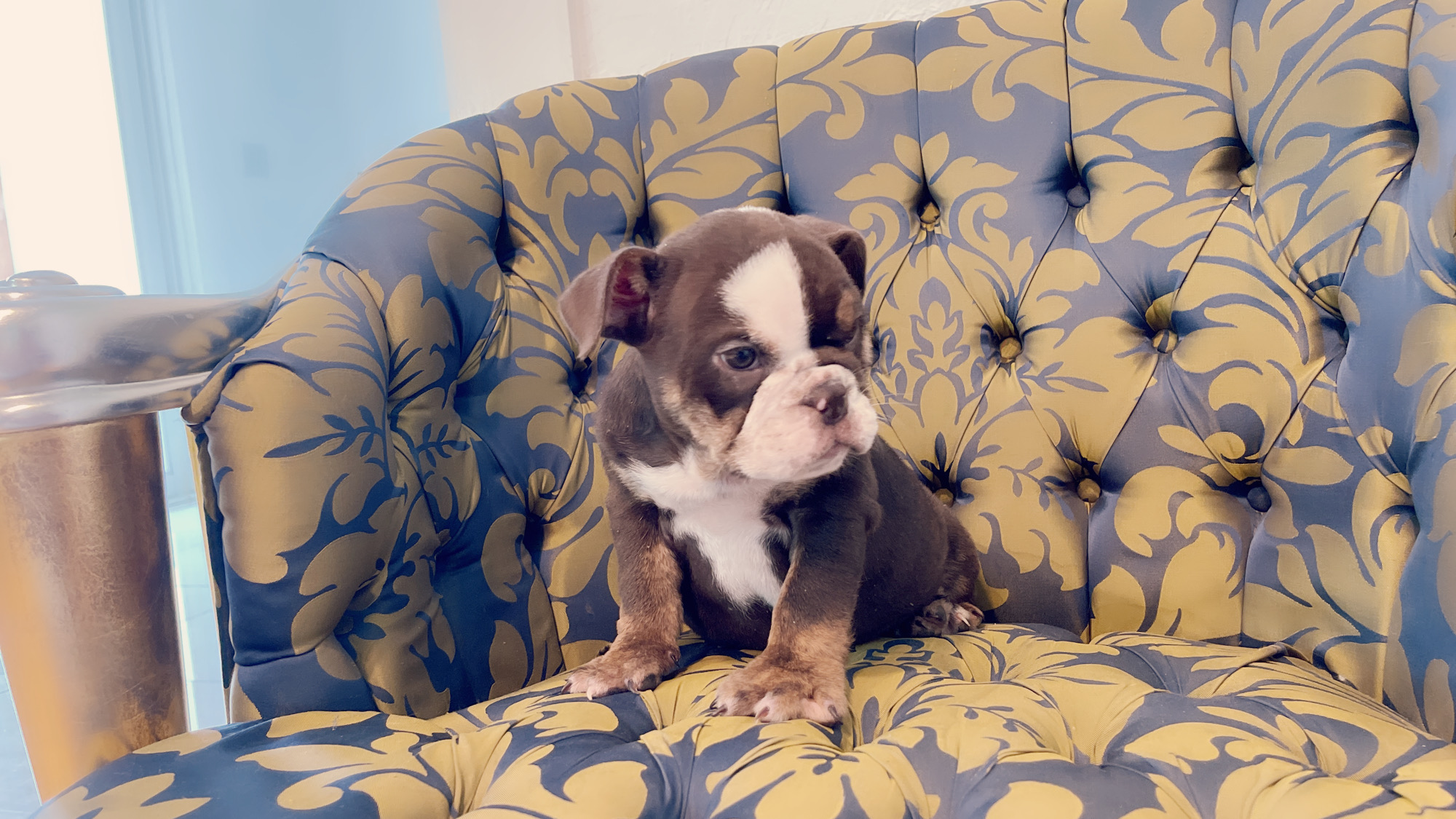 French Bulldog lilac fawn male Moschino - 6