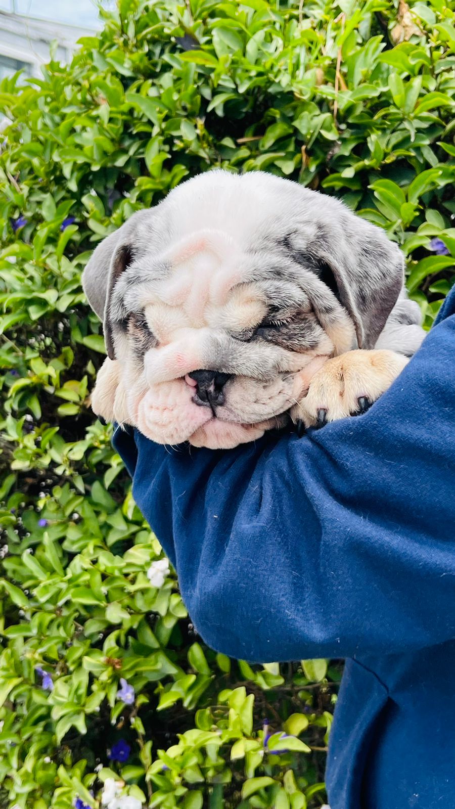 English bulldog choco tree female Hershey - 6